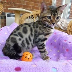 Whatsapp me +96555207281 Healthy Bengal kittens for sale