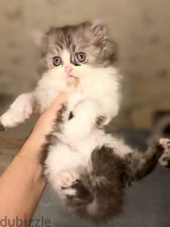 2 months pure Persian kittens for sale 2 females  and 3 males adorable