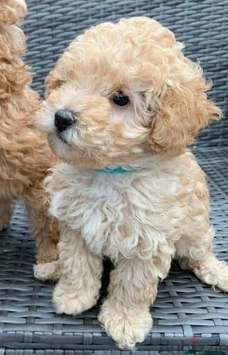 Whatsapp me (+972 55339 0294)Toy Poodle Puppies 1