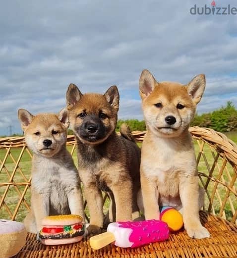 Whatsapp me (+966 57867 9674) Shiba Inu Puppies 0