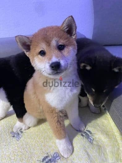 Whatsapp me (+966 57867 9674) Shiba Inu Puppies 1