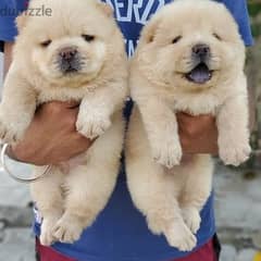 Chow chow puppies Available// Whatsapp +971552543579