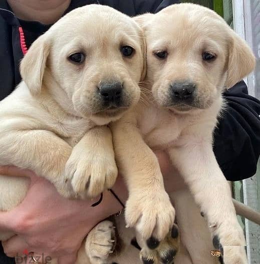 Whatsapp me (+972 55339 0294) Labrador Puppies 1