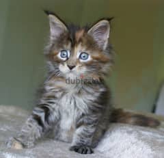 whatsapp me +96555207281 American wirehair kittens for sale