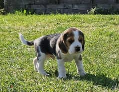 Whatsapp me (+372 5817 6491) Beagle Puppies 0
