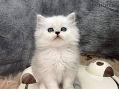 whatsapp me +96555207281 Chinchilla kittens for sale
