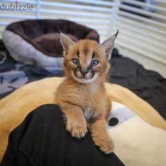 whatsapp me +96555207281 Two Caracal cats for sale