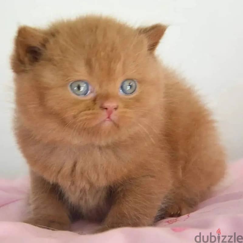 British shorthair kitten available whatApp+971526421358 1