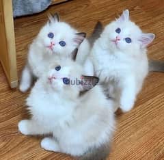 whatsapp me +96555207281 Lovely Ragdoll kittens for sale