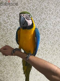 whatsapp me +96555207281 healthy Blue and goldhyacinth macaw aprrots