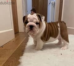 Whatsapp me (+372 5817 6491) English Bulldog Puppies 0