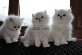 Whatsapp me (+407 2516 6661) Persian Cats