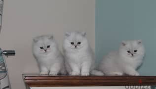 Whatsapp me (+407 2516 6661) Persian Cats
