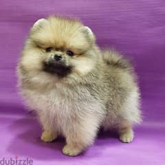 Male Pomerania,n puppy for sale . . WhatsApp : ‪+357,94,462434‬