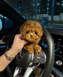 Tea,cup Poodle  for sale . WHATSAPP. +1 (484) 718‑9164‬