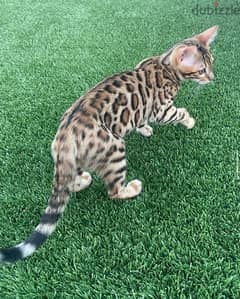Pure Bengal cats for sale. . WhatsApp : ‪+357,94,462434‬