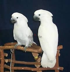 Whatsapp me +96555207281 Two Talking umbrella cockatoos parrots