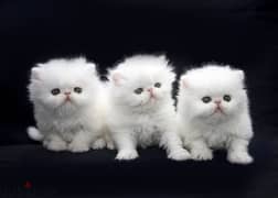 Whatsapp me +96555207281 Best Persian kittens for sale