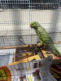 Green Ring neck parrot  for sale with cage