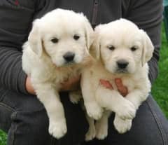 Whatsapp me (+972 55339 0294) Golden Retriever Puppies