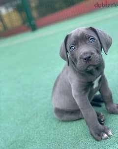 Whatsapp me (+467 0018 7972) Pitbull Puppies