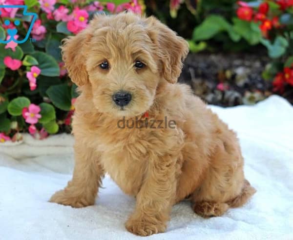 Mini whoodle puppies for sale clearance near me