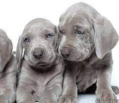 whatsapp me +96555207281 Weimaraner puppies for sale