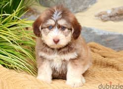 whatsapp me +96555207281 Siberpoo  puppies for sale