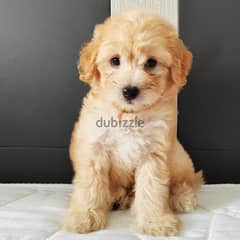 whatsapp me +96555207281  Nice Shihpoo puppies for sale