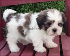 whatsapp me +96555207281 Shichon puppies for sale