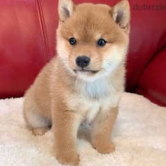 whatsapp me +96555207281 Shiba Inu puppies for sale