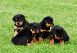 whatsapp me +96555207281 Rottweiler puppies for sale