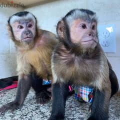 Capuchin Monkey Available// whatsapp +971552543579
