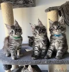 Whatsapp me (+972 55339 0294) Maine Coon Cats