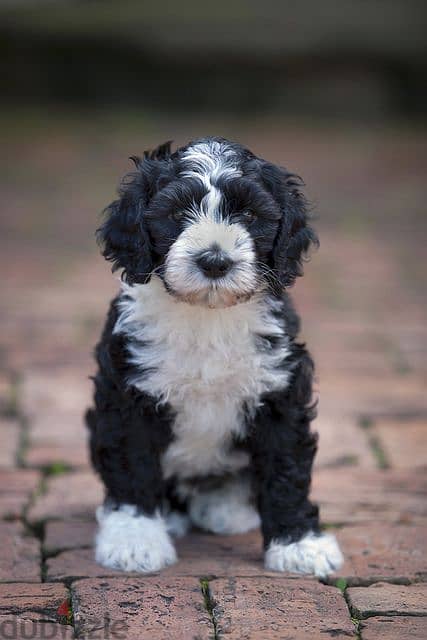 Black and white portuguese water store dog puppies