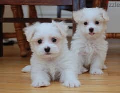 whatsapp me +96555207281 Maltese puppies for sale