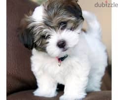 whatsapp me +96555207281 Havashu puppies for sale