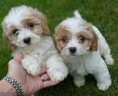 whatsapp me +96555207281 Cavapoo puppies for sale