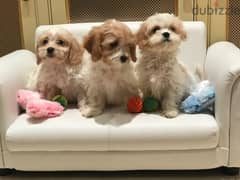 whatsapp me +96555207281 Cavachon puppies for sale