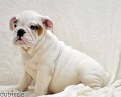 whatsapp me +96555207281 English bulldog puppies for sale