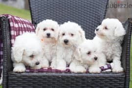 whatsapp me +96555207281 Bichon Frise puppies for sale