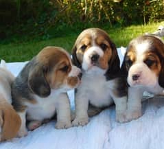 whatsapp me +96555207281 Beagle puppies for sale