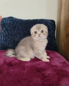 whatsapp me +96555207281 Vaccinated Scottish fold cats for sale