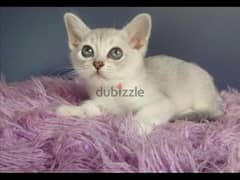 whatsapp  me +96555207281 Burmilla kittens for sale