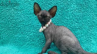 whatsapp me +96555207281 Pure Sphynx kittens for sale