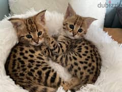 Whatsapp me +96555207281 Two Vaccinated Savannah kittens for sale