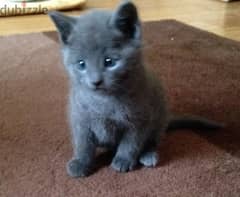 whatsapp me +96555207281 Young Russian blue kittens for sale