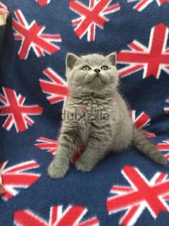 Whatsapp me +96555207281 Nice  British Shorthair kittens for sale