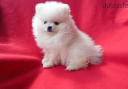 whatsapp me +96555207281 Healthy white pomeranian puppies for sale