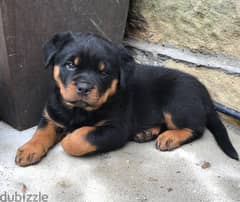 whatsapp me +96555207281 Healthy clean Rottweiler puppies for sale